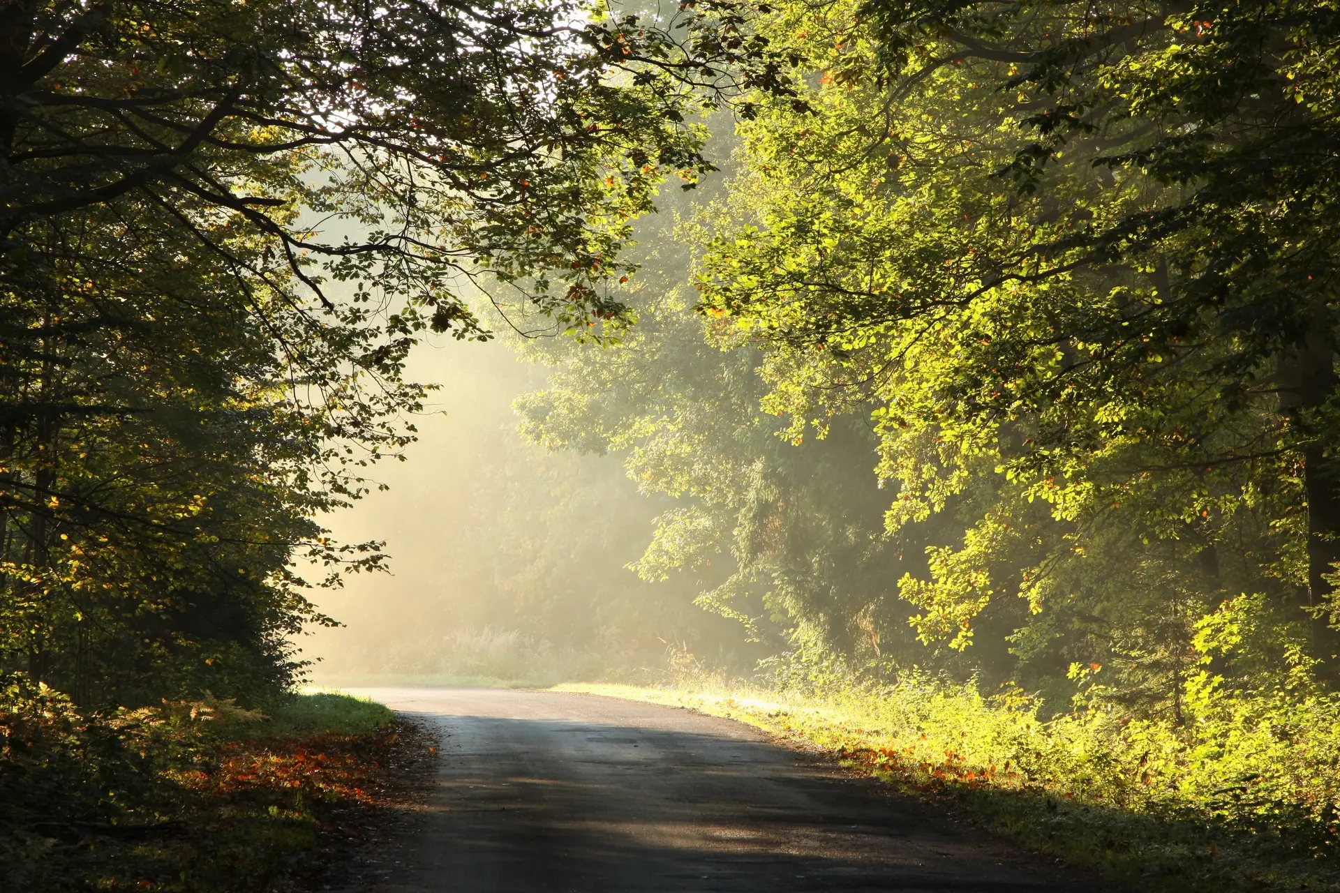 Country road through the trees in Liberty County, Texas