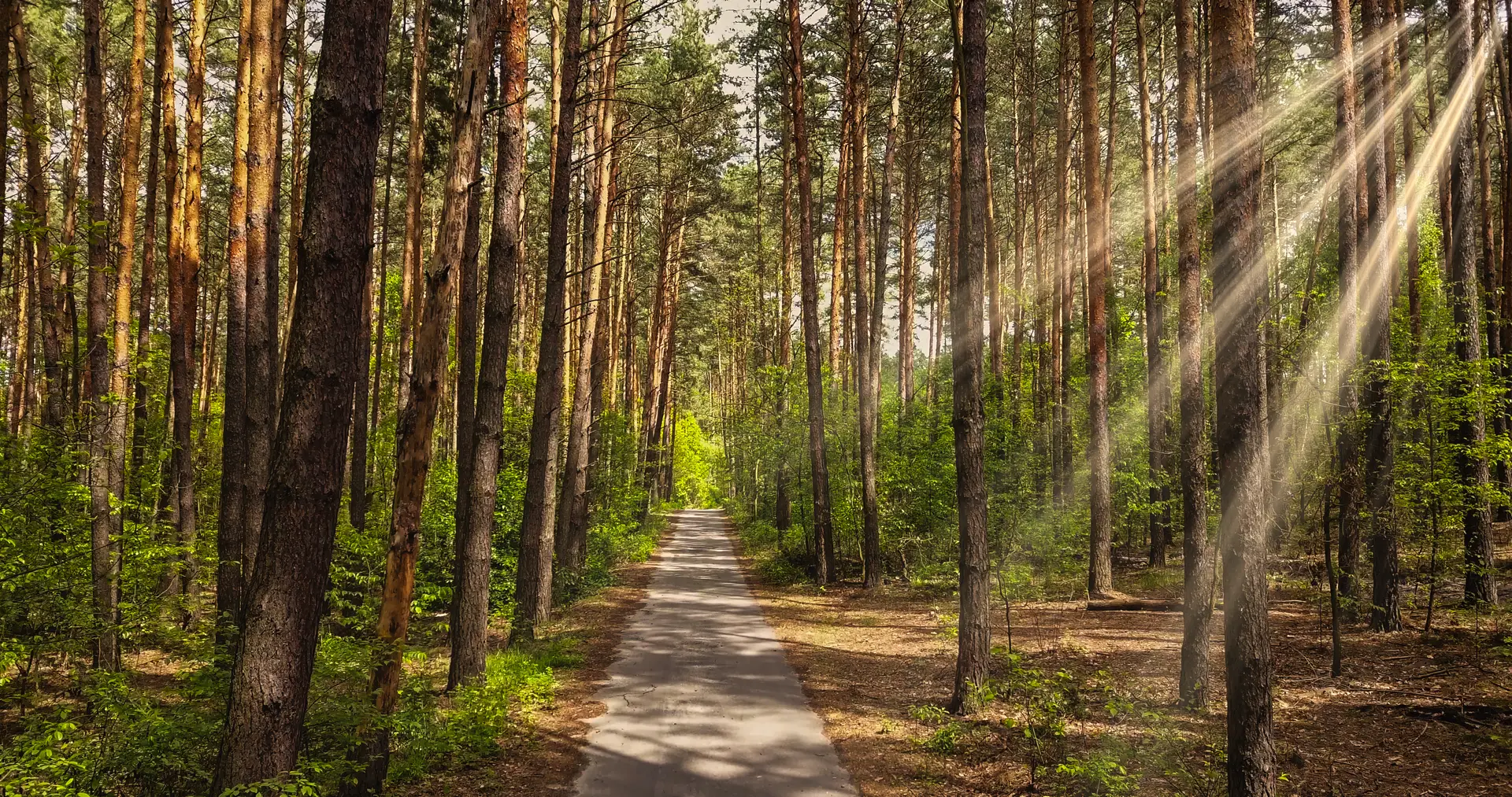 Sunlit trail through the pine forest in San Jacinto County, Texas