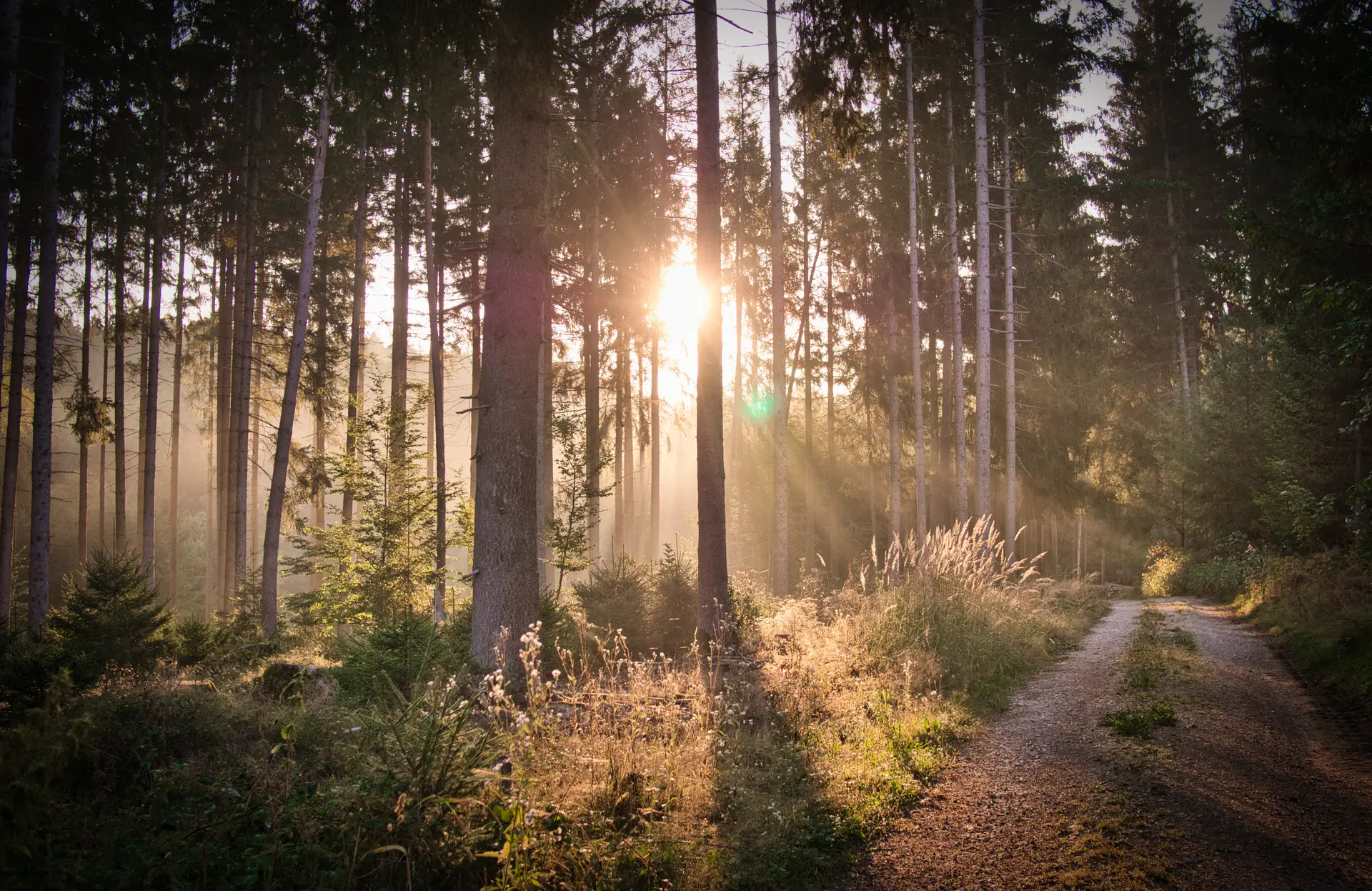 Sunlight through the pines in Walker County, Texas